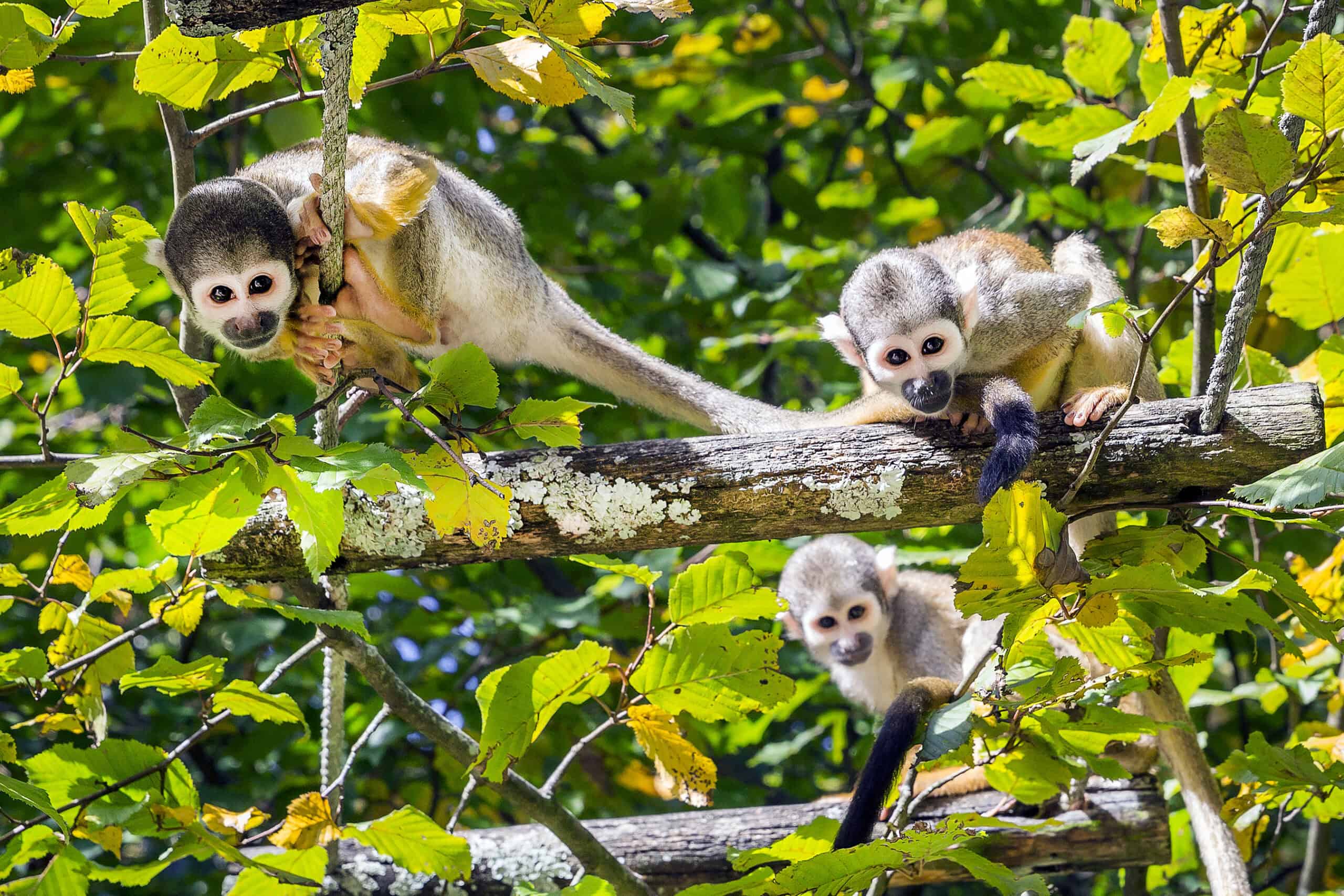 Three,Common,Squirrel,Monkeys,(saimiri,Sciureus),Playing,On,A,Tree