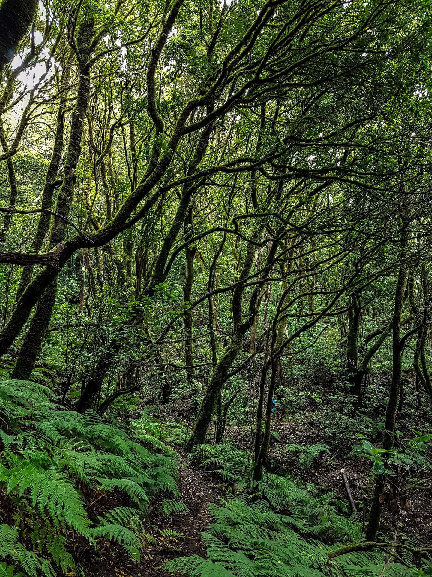 nature-5298994_1920